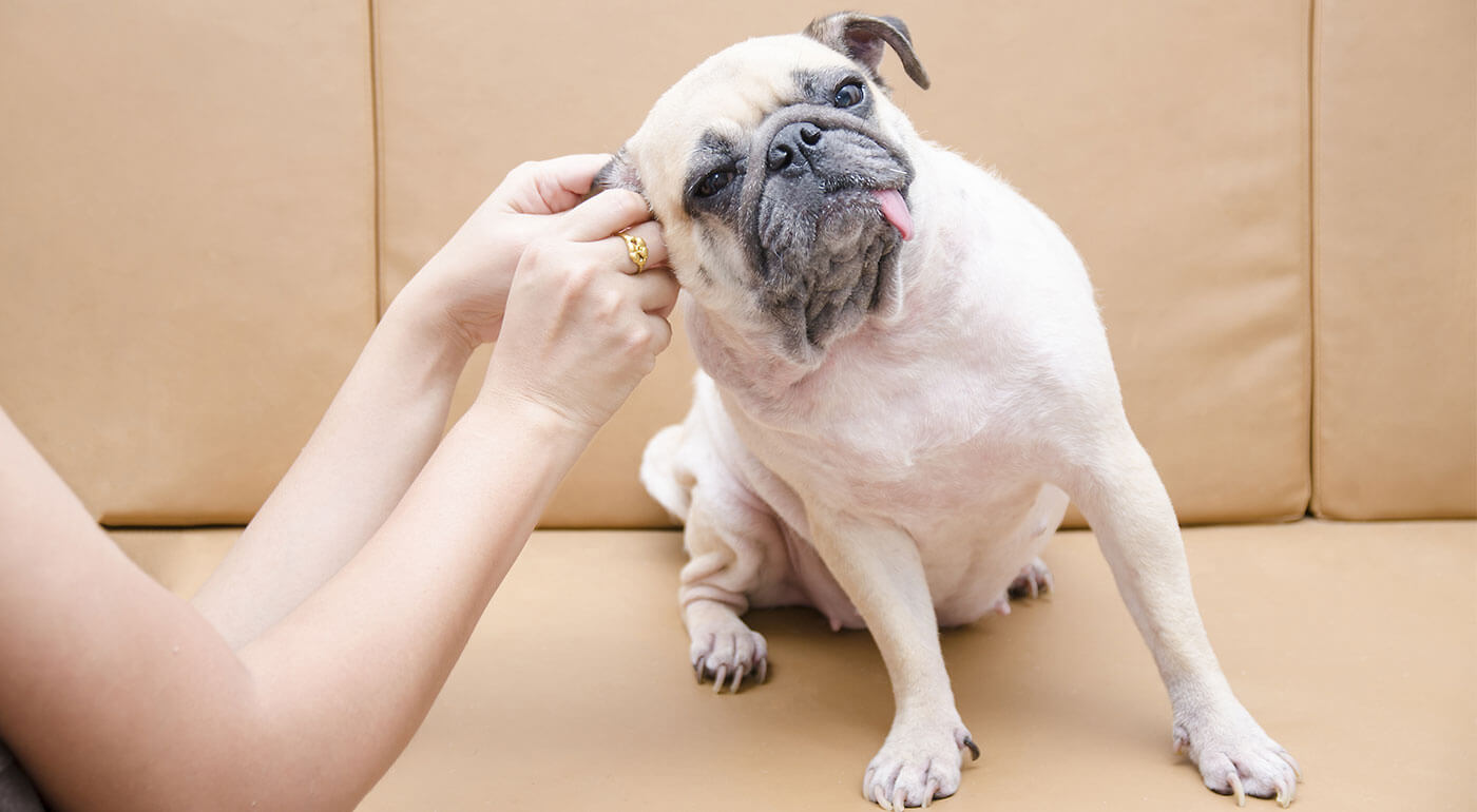 Čistiace utierky pre psov Vet´s Best - čistenie uší, očí a zubov rýchlo a jednoducho