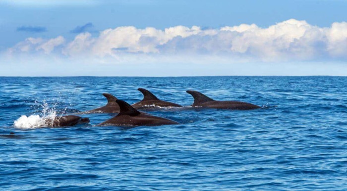 Madeira s výletom za delfínmi