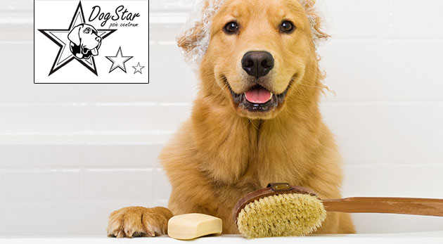 Wellness a strihanie pre psy v psom centre Dogstar - profesionálne služby pre vašich domácich miláčikov