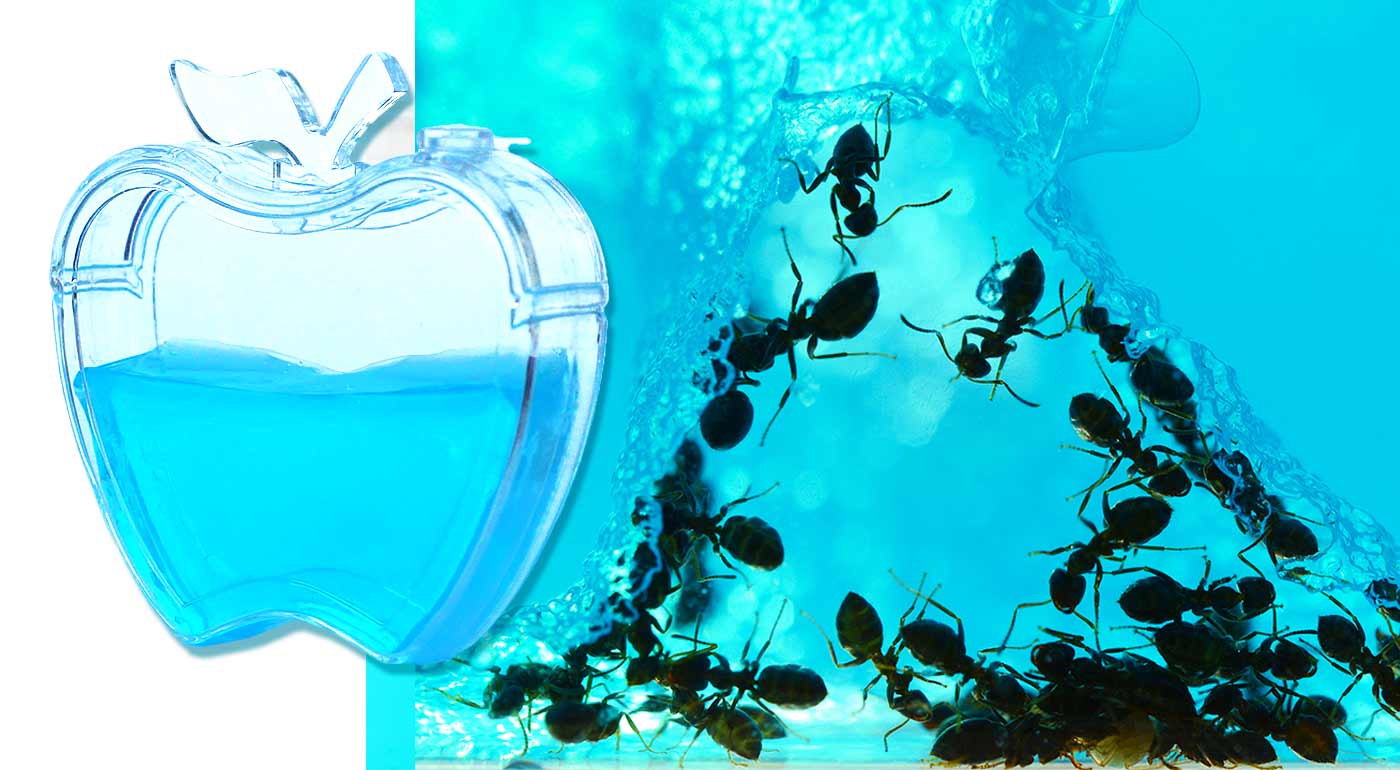 Mravčie akvárium pre všetky zvedavé deti a ich rodičov